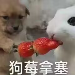 狗莓拿塞
